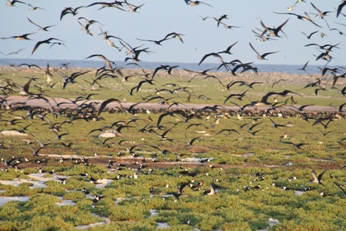 The numbers of seabirds on McKean Island (Phoenix Islands, Kiribati) have significantly increased since the eradication of the Asian rat in 2008 