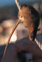 Rats are agile climbers and use mooring lines to board boats 