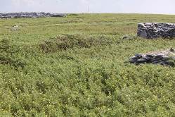 After Eradication - 2009